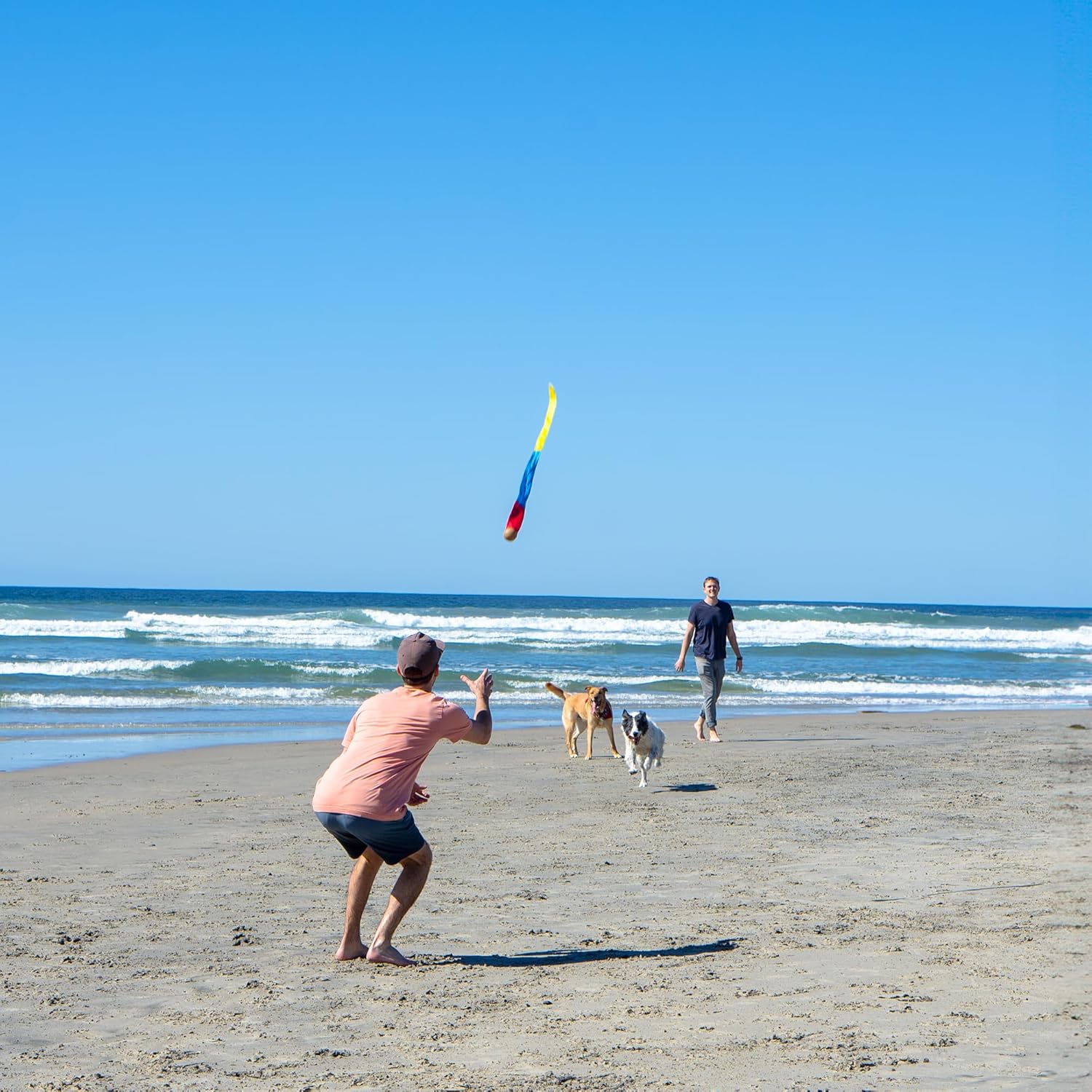 Two people have fun outdoors, tossing The Original Foxtail Sport on a sandy beach while two excited dogs chase alongside. Waves roll in the background under a sunny blue sky.